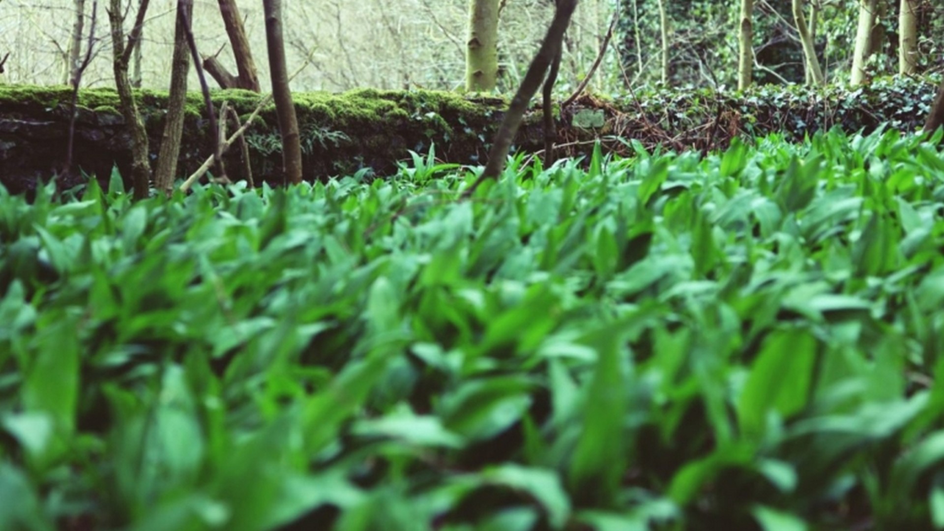 How to Fall in Love with Fermented Wild Garlic