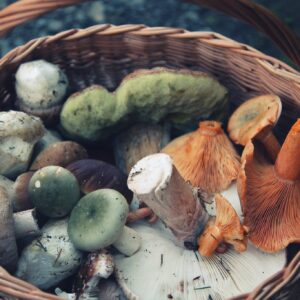 Mushroom foraging