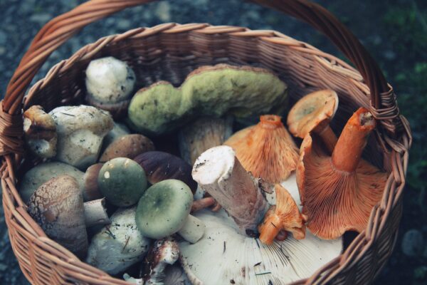 Mushroom foraging