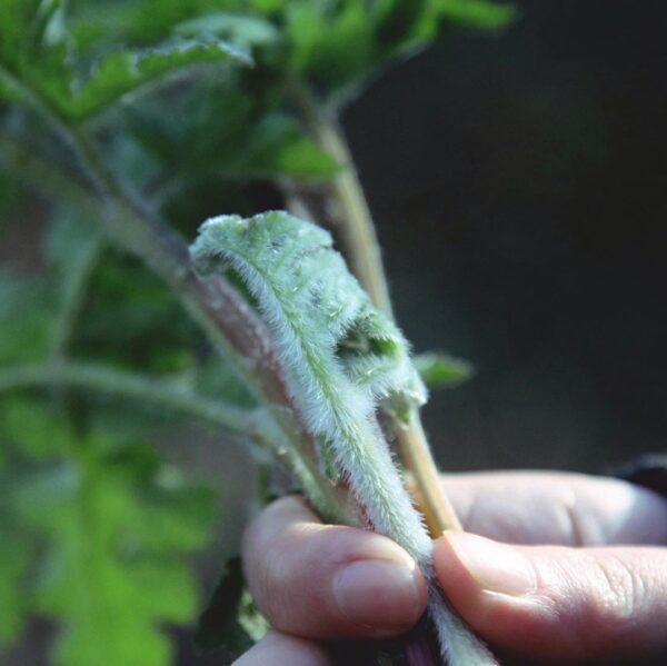 young common hogweed shoots